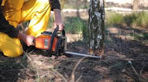 How Our Tree Care Process Works  in  Alta Sierra, CA